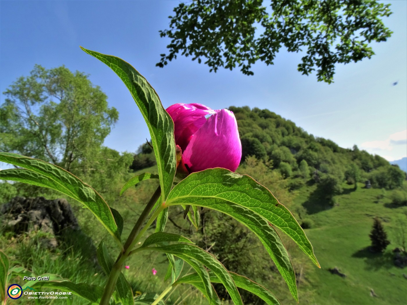 36  Peonia officinalis (Peonia selvatica) in piena fioritura con vista sul Monte Zucco.JPG